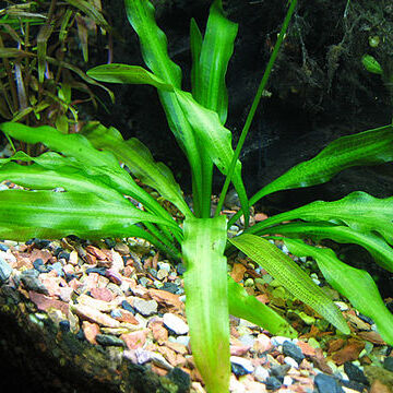 Aponogeton undulatus unspecified picture