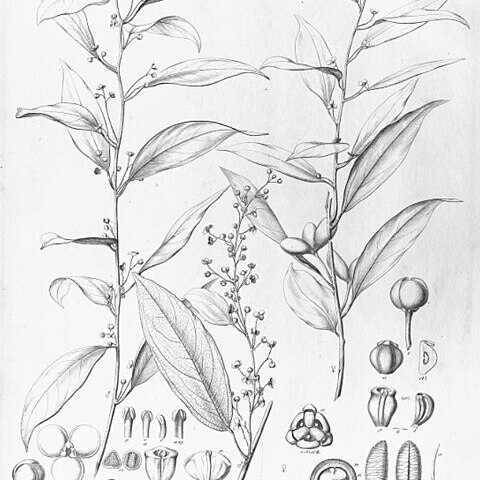 Anomospermum unspecified picture
