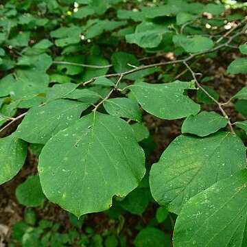 Styrax grandifolius unspecified picture