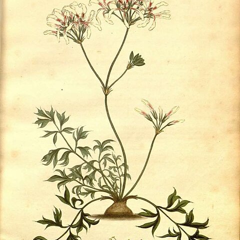 Pelargonium longifolium unspecified picture