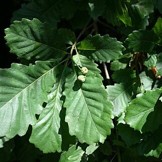 Quercus hartwissiana unspecified picture