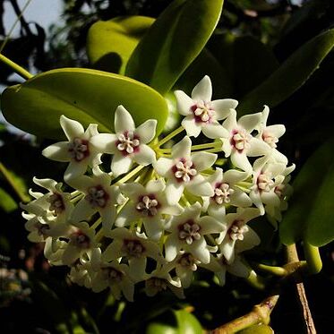 Hoya australis unspecified picture