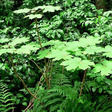 Oplopanax unspecified picture