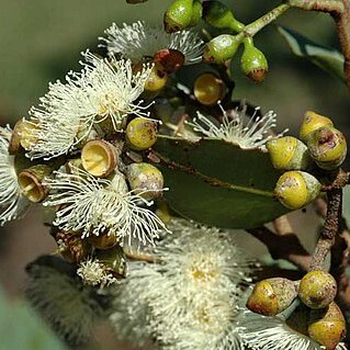 Corymbia peltata unspecified picture