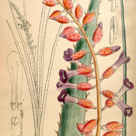 Neoglaziovia unspecified picture