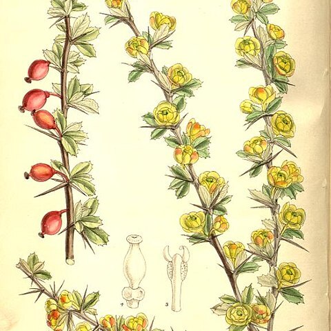 Berberis dictyophylla unspecified picture