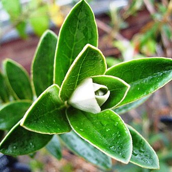 Buddleja coriacea unspecified picture