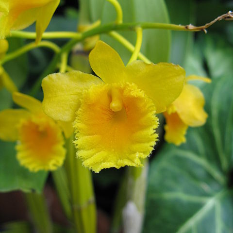 Dendrobium chrysotoxum unspecified picture