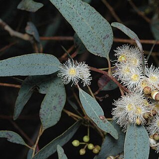 Eucalyptus whitei unspecified picture