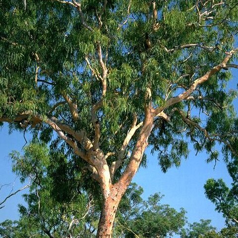 Corymbia bleeseri unspecified picture