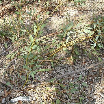Eucalyptus pyriformis unspecified picture