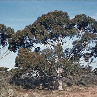 Eucalyptus brockwayi unspecified picture