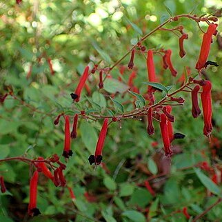 Cuphea pinetorum unspecified picture