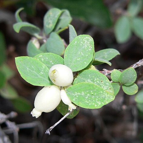 Symphoricarpos oreophilus unspecified picture