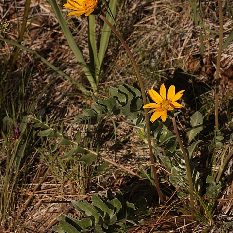 Balsamorhiza sericea unspecified picture