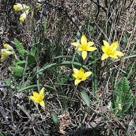 Tulipa uniflora unspecified picture