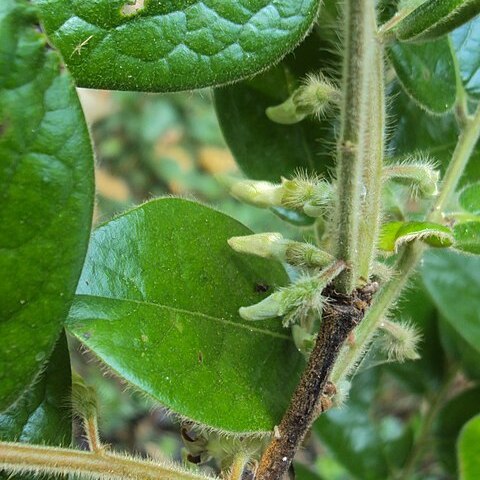 Diospyros saldanhae unspecified picture