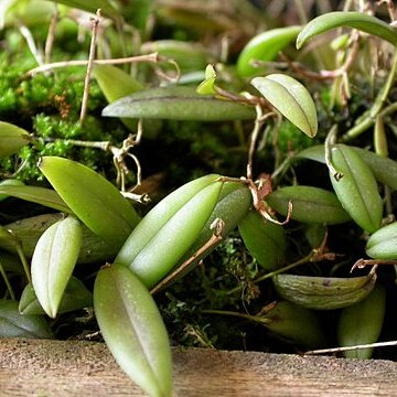 Acianthera ramosa unspecified picture