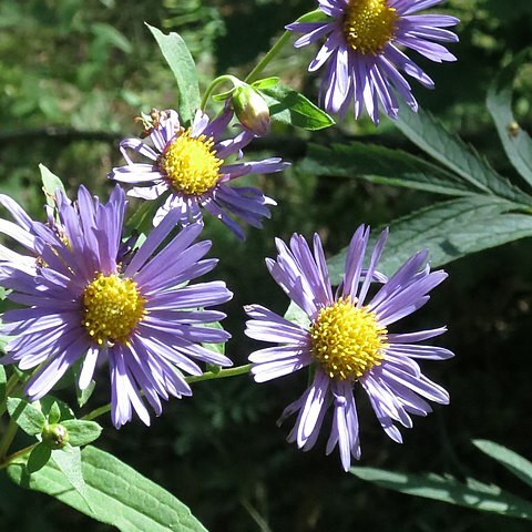 Aster maackii unspecified picture