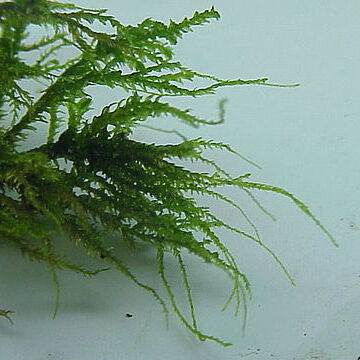Anomodontaceae unspecified picture
