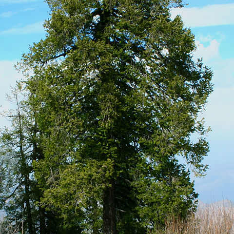 Abies pindrow unspecified picture