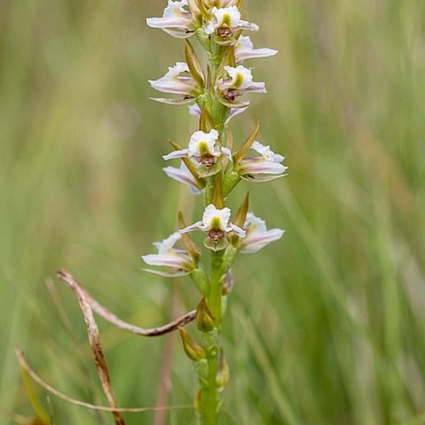 Prasophyllum viriosum unspecified picture