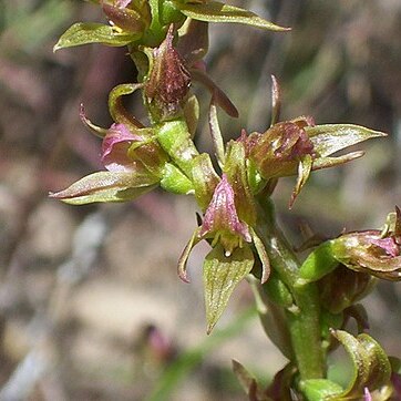 Prasophyllum maccannii unspecified picture