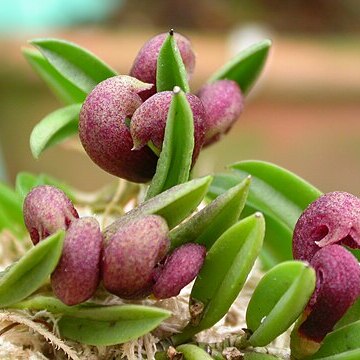 Acianthera bragae unspecified picture