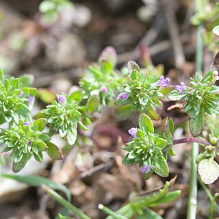 Pogogyne serpylloides unspecified picture