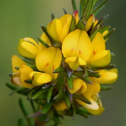 Phyllota phylicoides unspecified picture