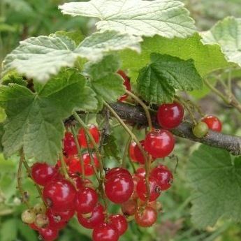 Ribes unspecified picture