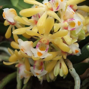 Gastrochilus obliquus unspecified picture