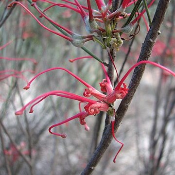 Grevillea sarissa unspecified picture