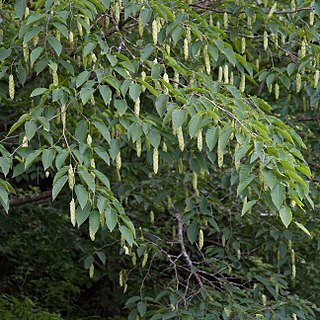 Carpinus cordata unspecified picture