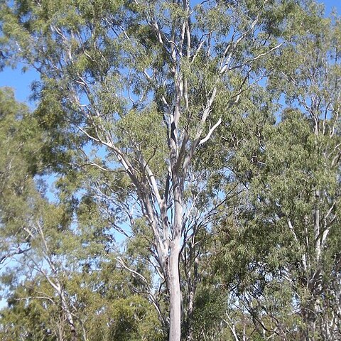 Corymbia tessellaris unspecified picture