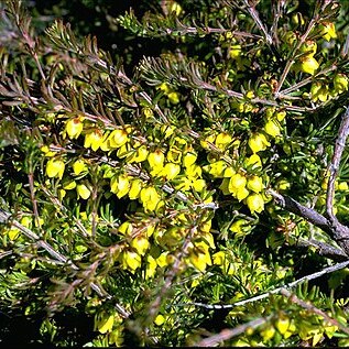 Boronia purdieana unspecified picture