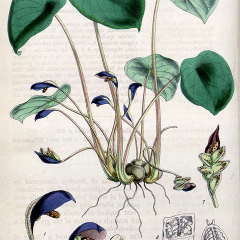 Ariopsis unspecified picture