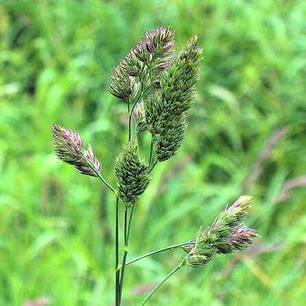Dactylis unspecified picture