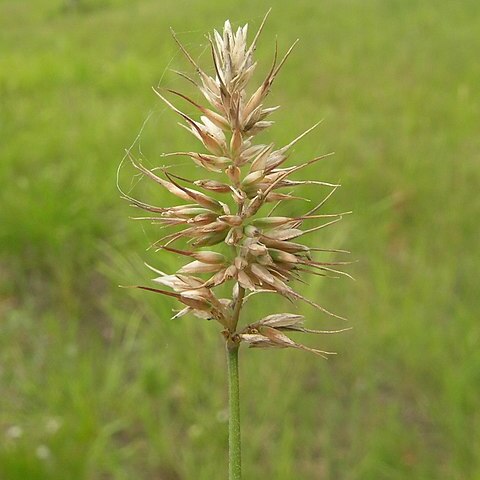 Echinopogon unspecified picture