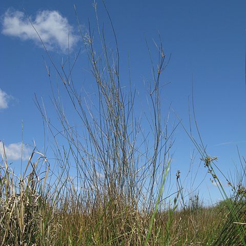 Eragrostis australasica unspecified picture