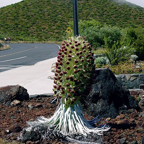 Argyroxiphium virescens unspecified picture