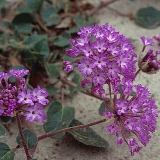 Abronia macrocarpa unspecified picture