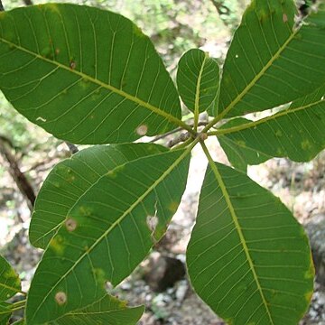 Aspidosperma subincanum unspecified picture