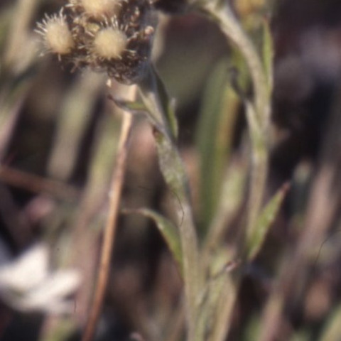 Antennaria alpina unspecified picture