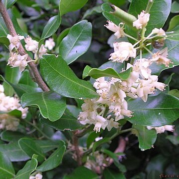Atalantia racemosa unspecified picture