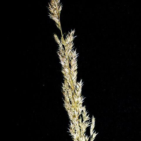 Agrostis exarata unspecified picture