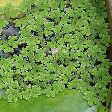 Azolla unspecified picture