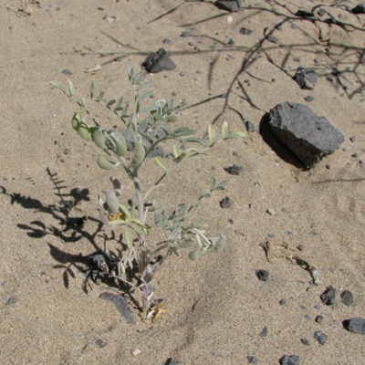 Astragalus aridus unspecified picture