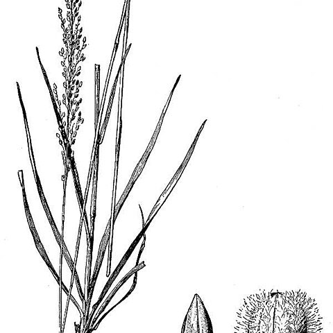 Anthenantia unspecified picture