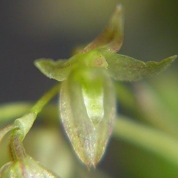 Acianthera myrticola unspecified picture